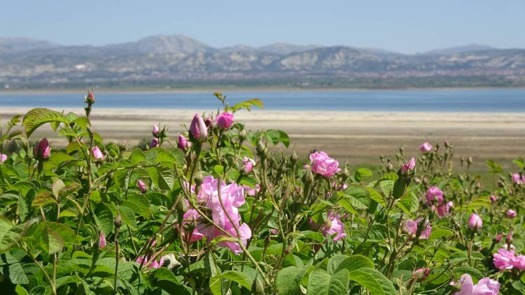 Göl manzaralı, gül kokulu bahçelerde hasat keyfi! Litresini 12 bin euroya satıyorlar 19